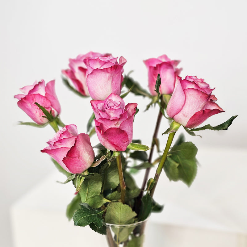 توهج بتلات الورد