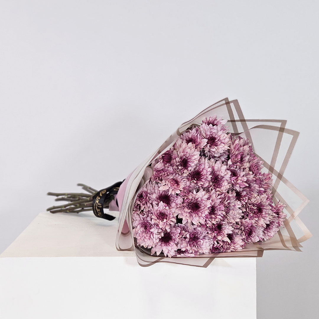 سحر الأقحوان