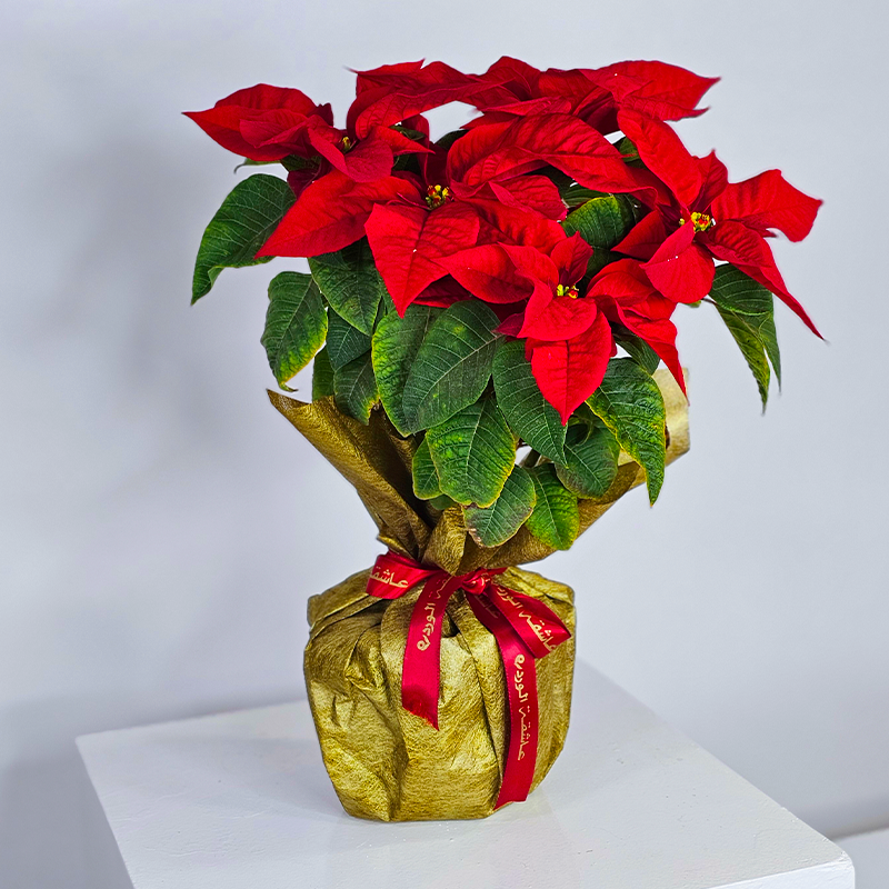 Poinsettia Plant