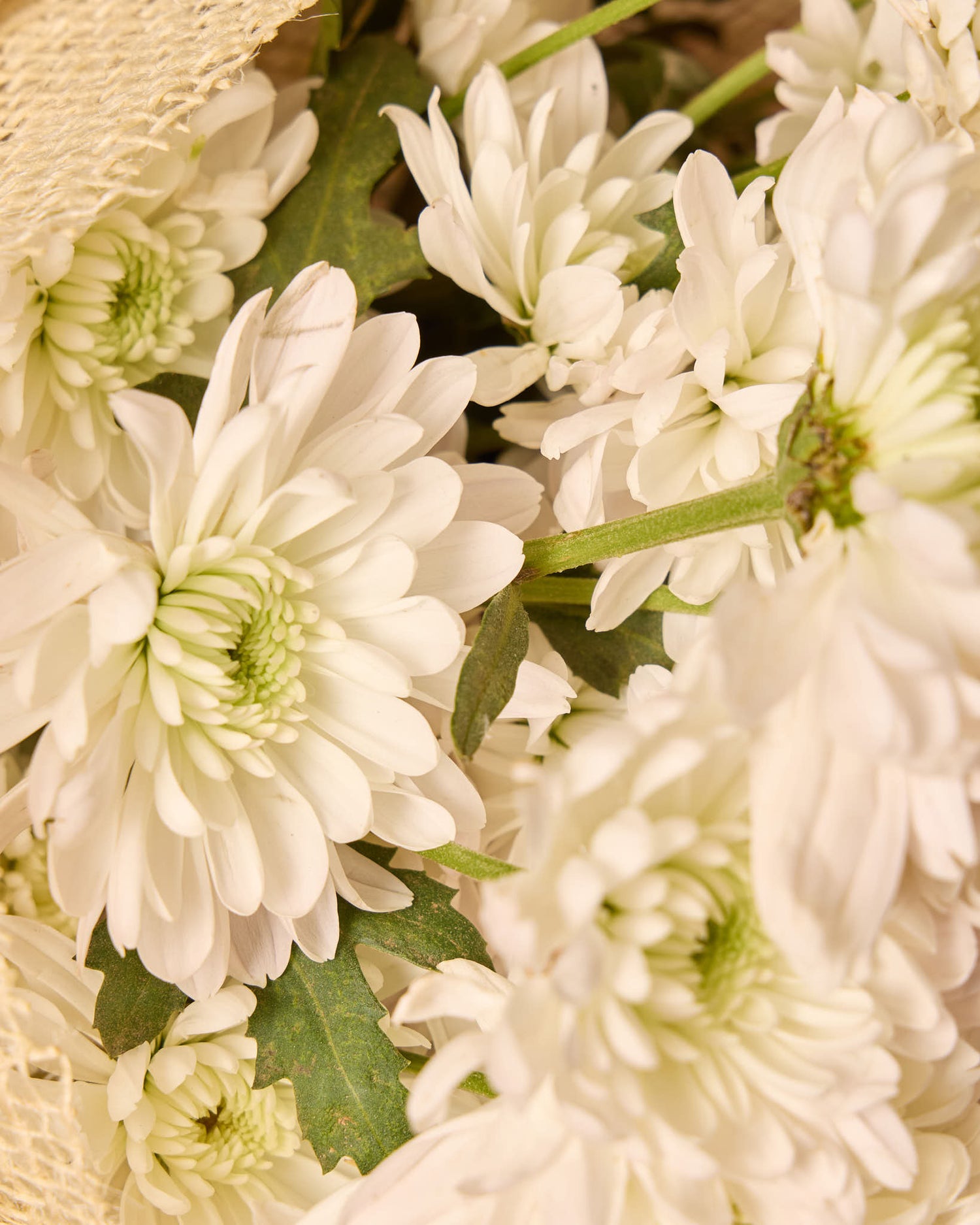 White chrysanthemum bouquet